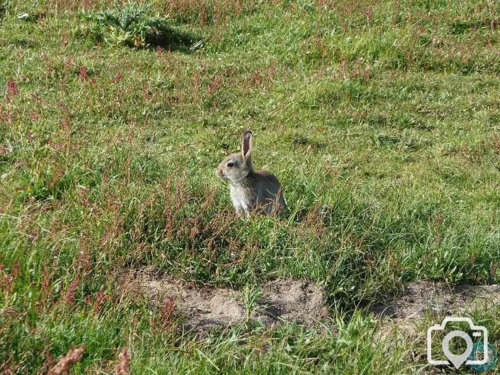 Summery selection: Rabbit, Marazion Marsh