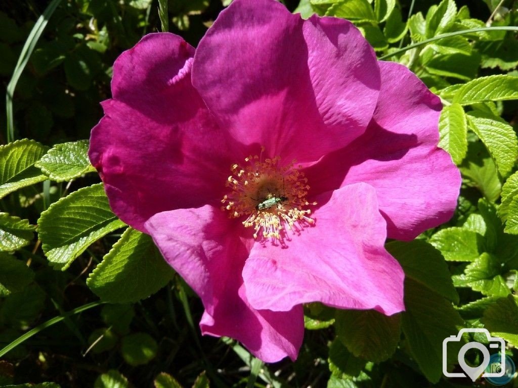 Summery selection: wild rose, the Dunes