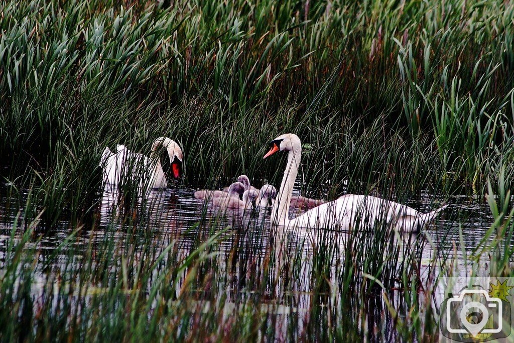 SWANS