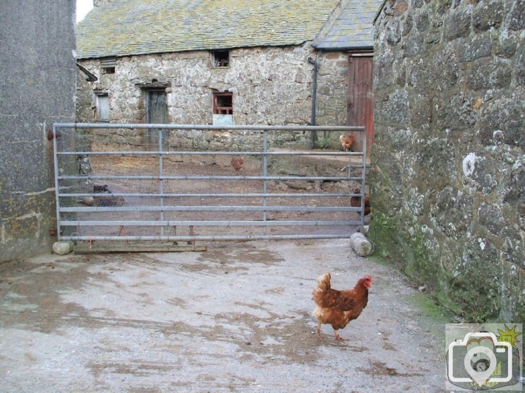 The farm at Treen Village - delightful rural Cornish scene!