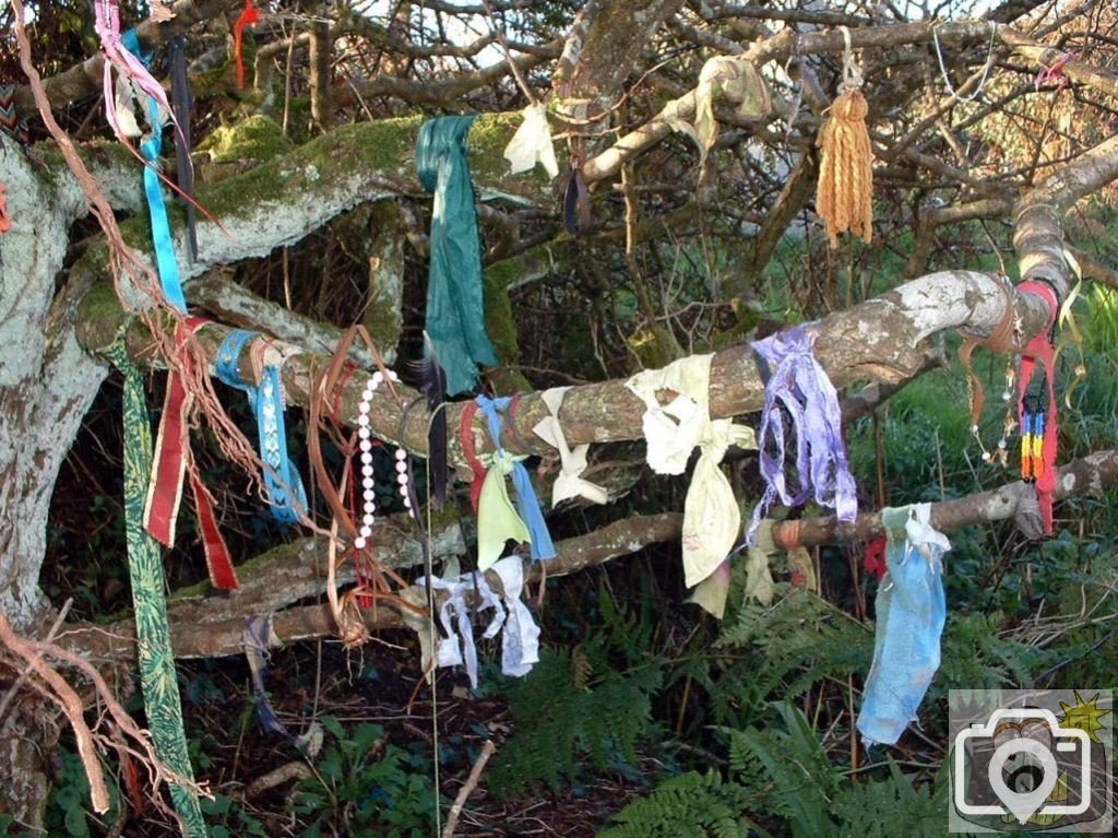 Tokens left on a tree at Sancreed Wishing Well