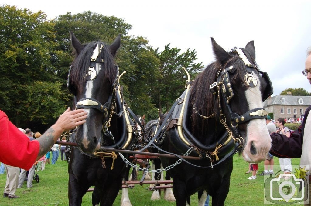 Trereife  summer  fayre.