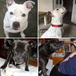 our foster dog album