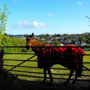 Meet the neigh-bour