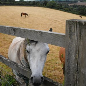 Why the long face?