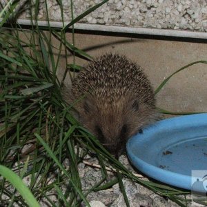 Night visitor