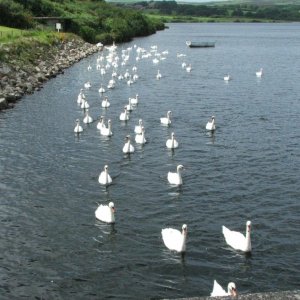 Swans