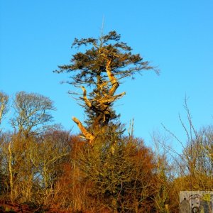 Winter trees