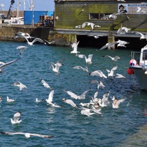 The  inner  harbour  Penzance.