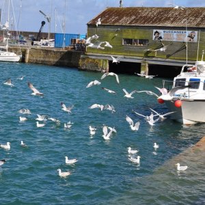 The  inner  harbour  Penzance.