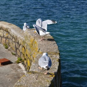 The  inner  harbour  Penzance.