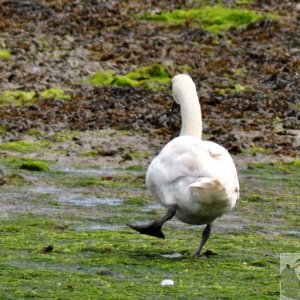 Dancing  swan  at  Newlyn.