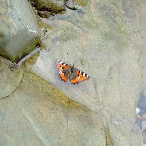 Tortoiseshell learns to swim  - 14th September, '09