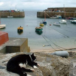 A Mousehole cat