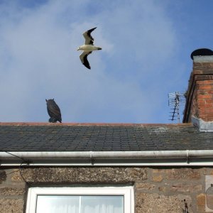 Get lost gull, you little sky rat!