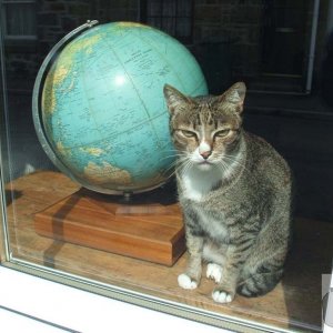 Cat of the world