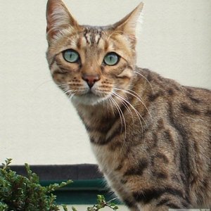 Close up of Cornish leopard