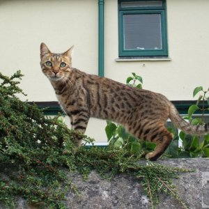 Cornish leopard