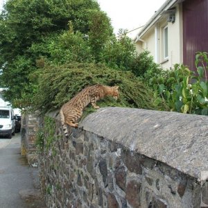 Cornish leopard