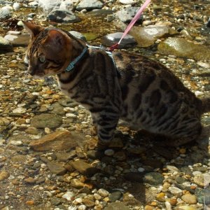 Bengali cat at Long Rock! - 21Jun10