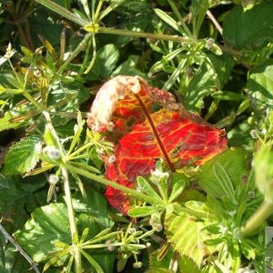 Striking leaf, Eastern Green  - 21Jun10