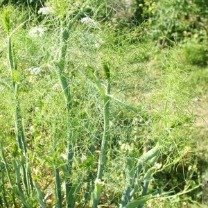 Fennel - Eastern Green  - 21Jun10