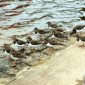 Turnstones congregate at the Boating Pool_ 17Mar10