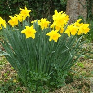 Daffodils on Chywoone Hill - 17Mar10