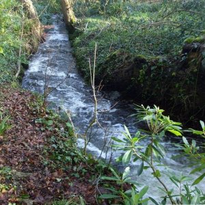 17th Jan., 2010: Castle Horneck: the river