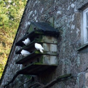 Sunday outing, 17th Jan, 2010: Dovecote, Penberth