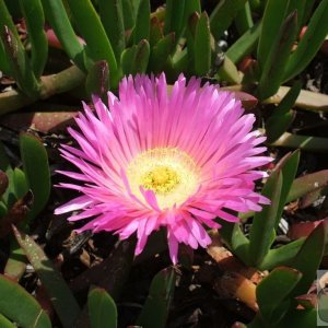 Hottentot fig flower on cliff at Penberth Cove