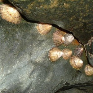 Jeffrey's Limpets (Patella Intermediata)