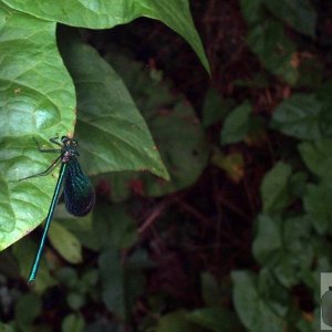 Green damsel fly