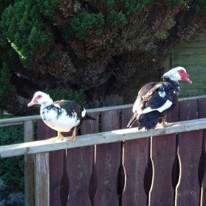 Muscovy ducks