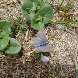 Common blue butterfly