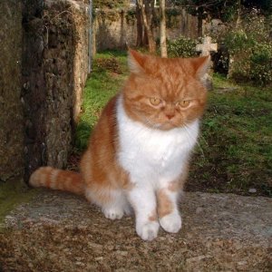 Church cat