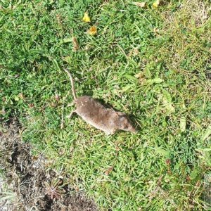 A dead common shrew