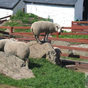 Sheep at Land's End, 2007