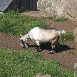 Goat at Land's End, July, 2007.