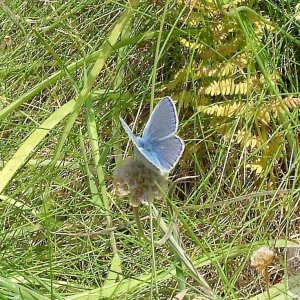 Common blue (or silver studded blue?)