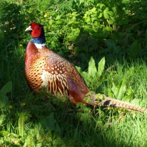 A male pheasant