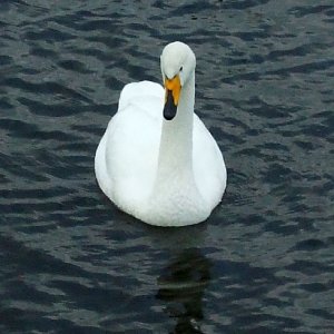 Whooper swan at Drift - note beak! 17Mar10