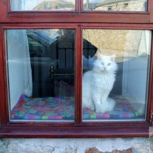 Cat in a St Just window - 12Apr10