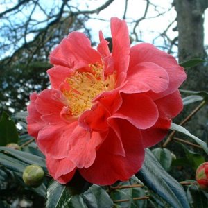 Camellia