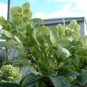 A green flower