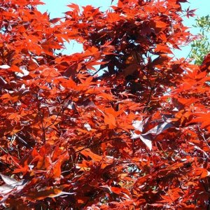 Japanese maple acer