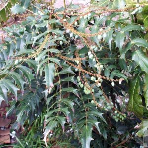 Mahonia Japonica [?] in Barwis Hill