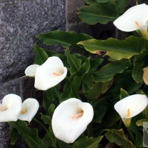 Arum lilies