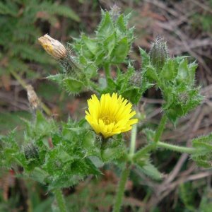 A variety of hawkbit/dandelion/coltsfoot