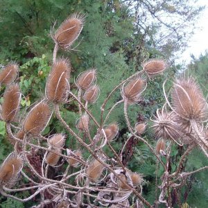 Teasels